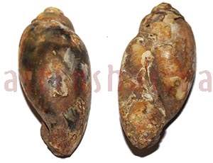 Heera Shankh 0213 47